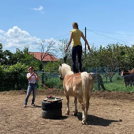 Harpia Feszek Pécsvárad
